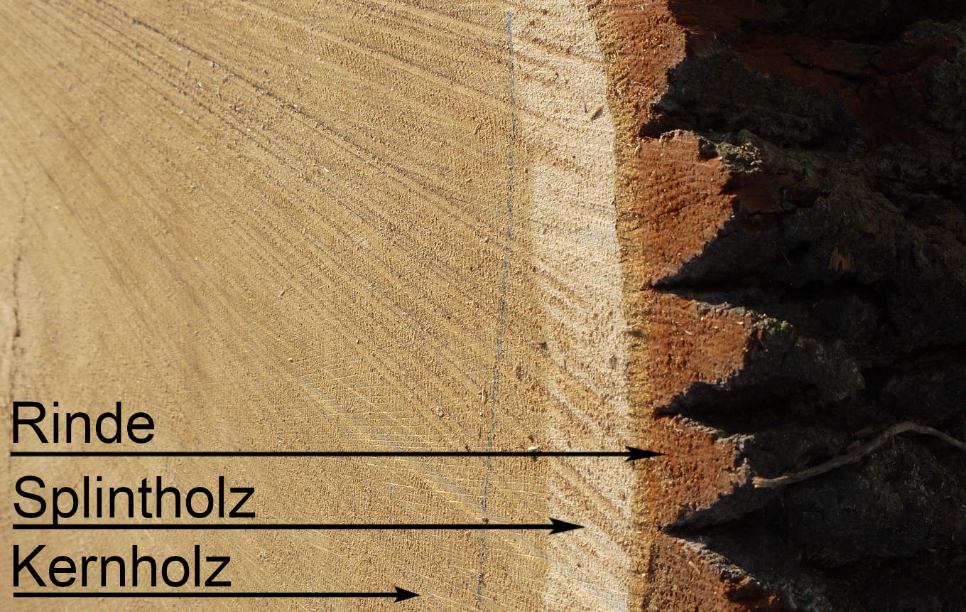 Splintholz Kernholz