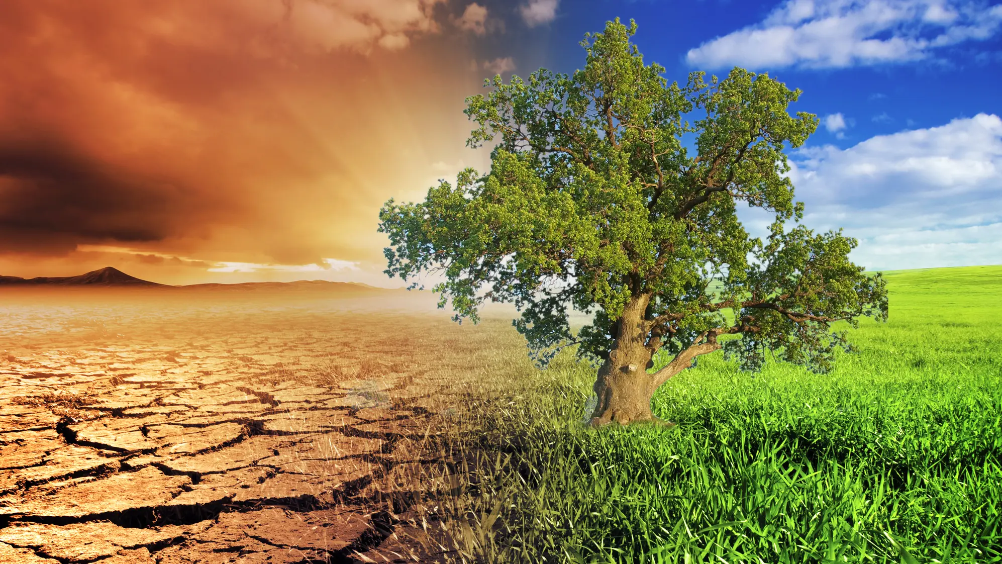 Die Eiche im Klimawandel