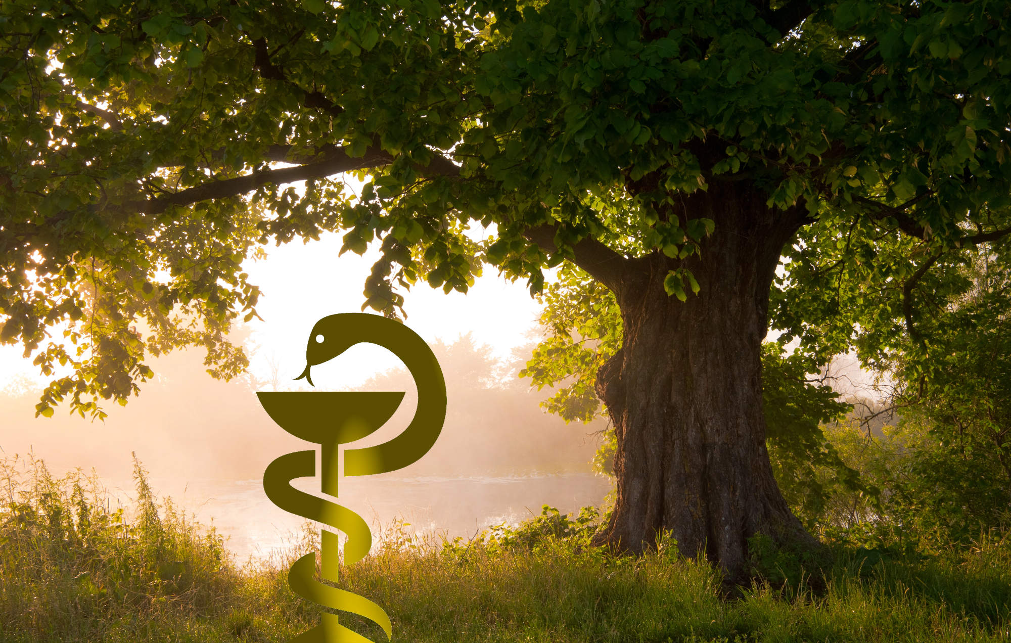 Die Eiche als Heilmittel