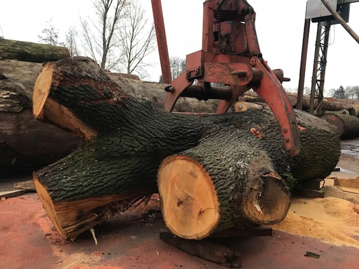 Bergung Eichenbaum Bergung Eichenbaum