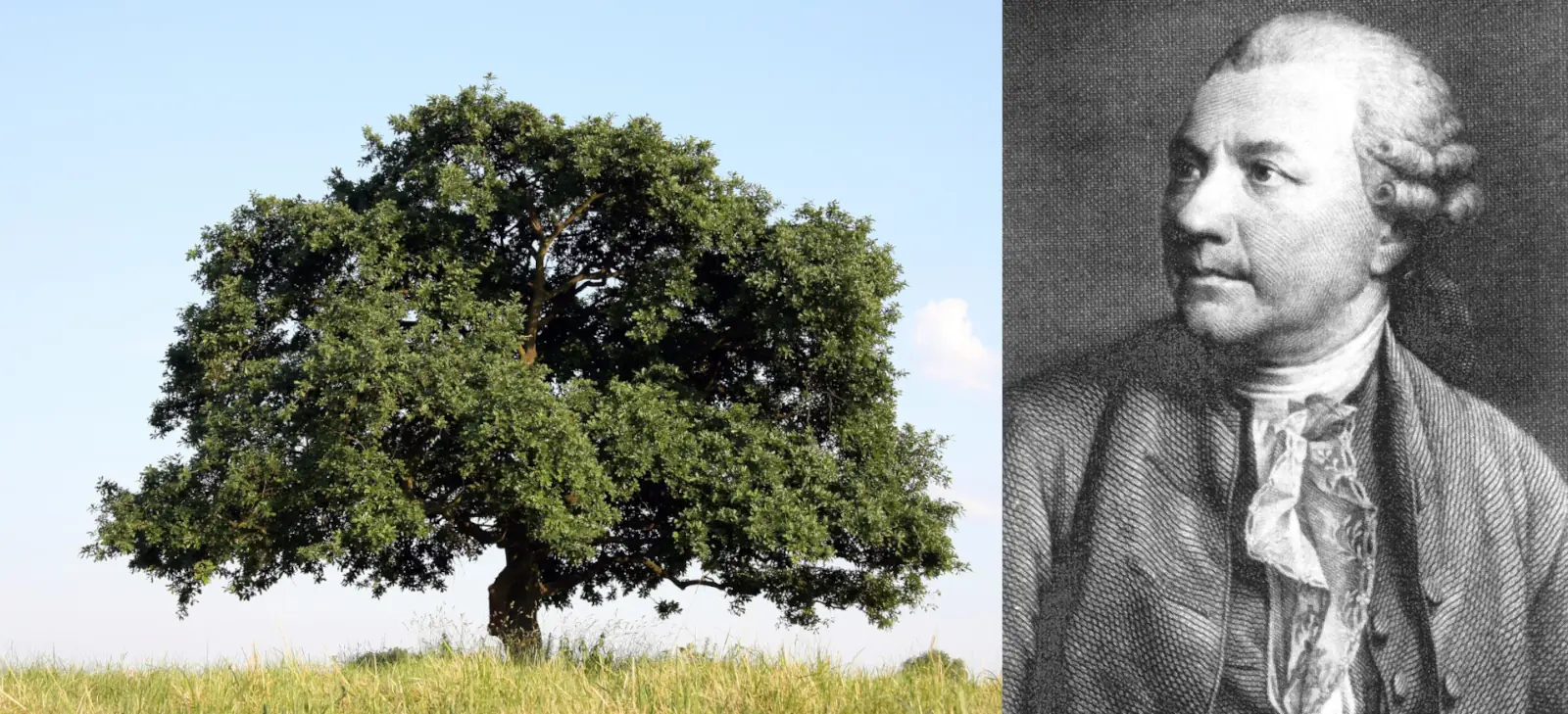 German oak in the art Friedrich Gottlieb Klopstock