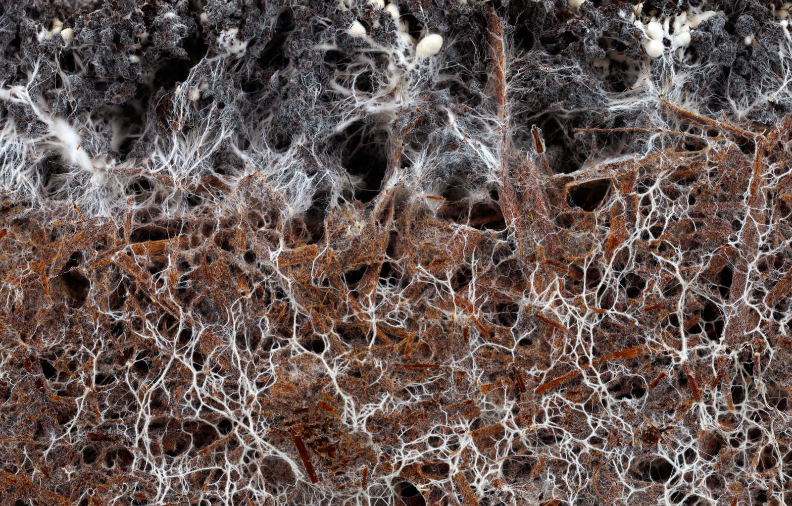 Mycorrhizal Fungi
