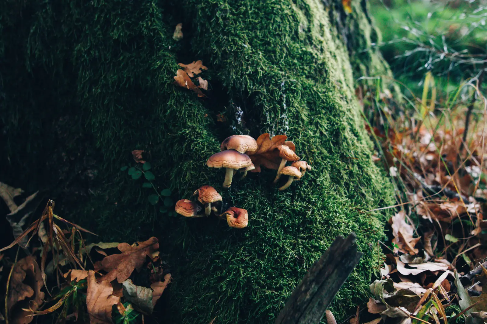 The Invisible Helpers of the Oak