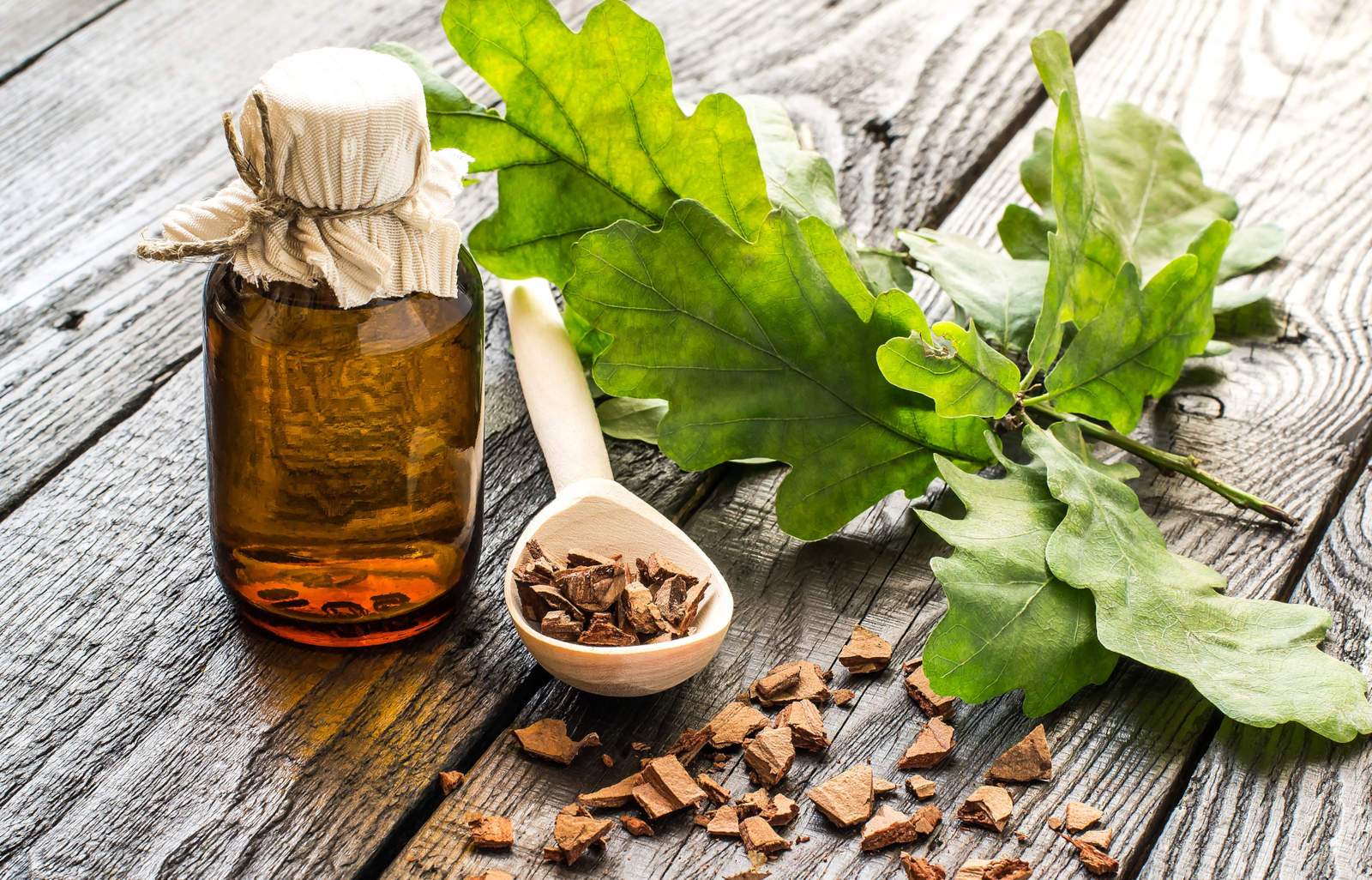 Oak bark-as-medicine