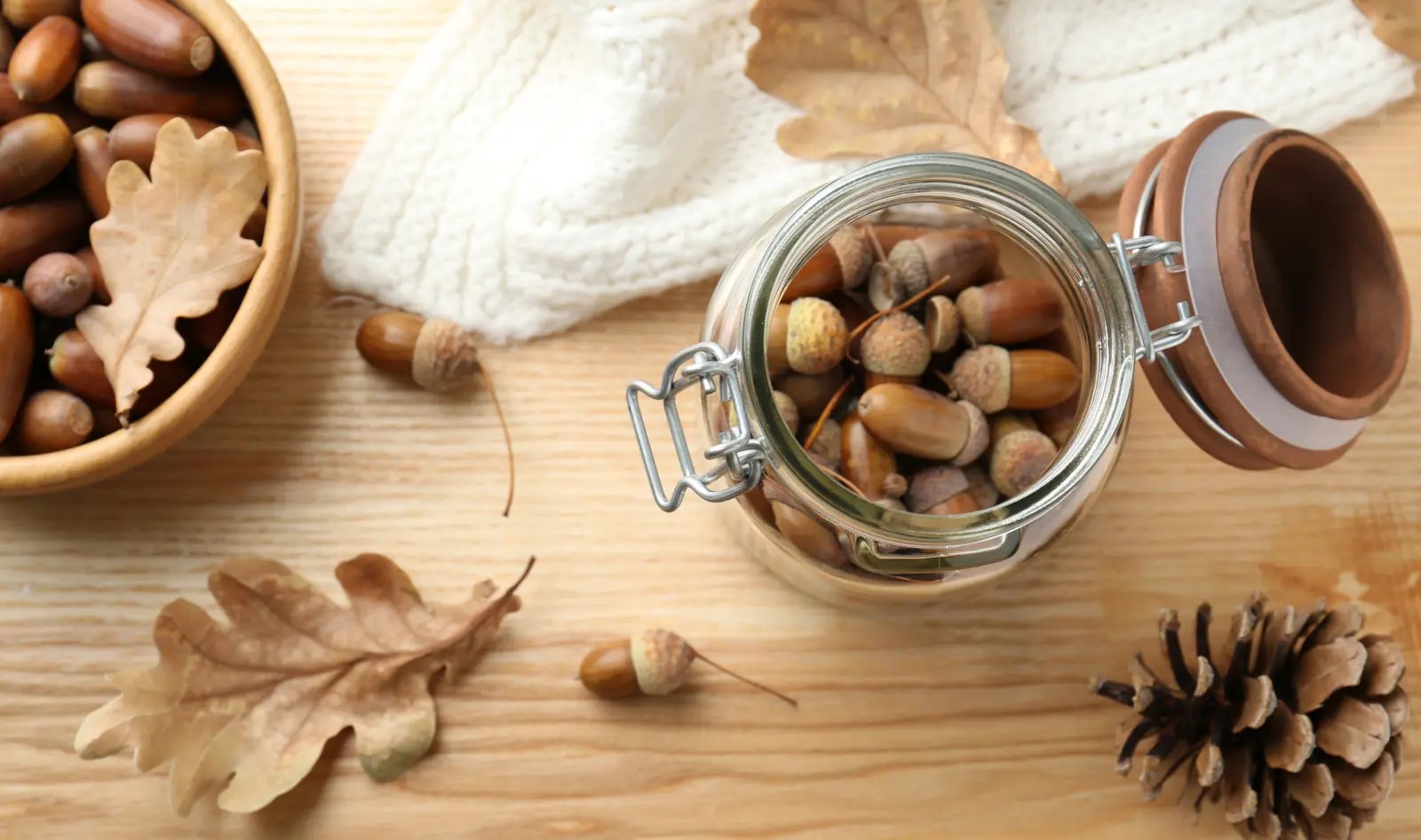 Acorns of the table