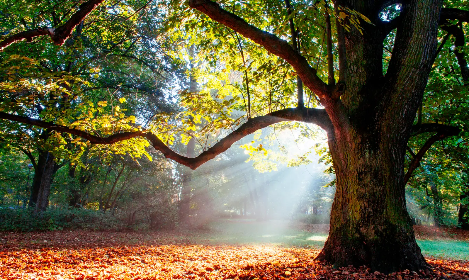 Oak nature Ecosystem
