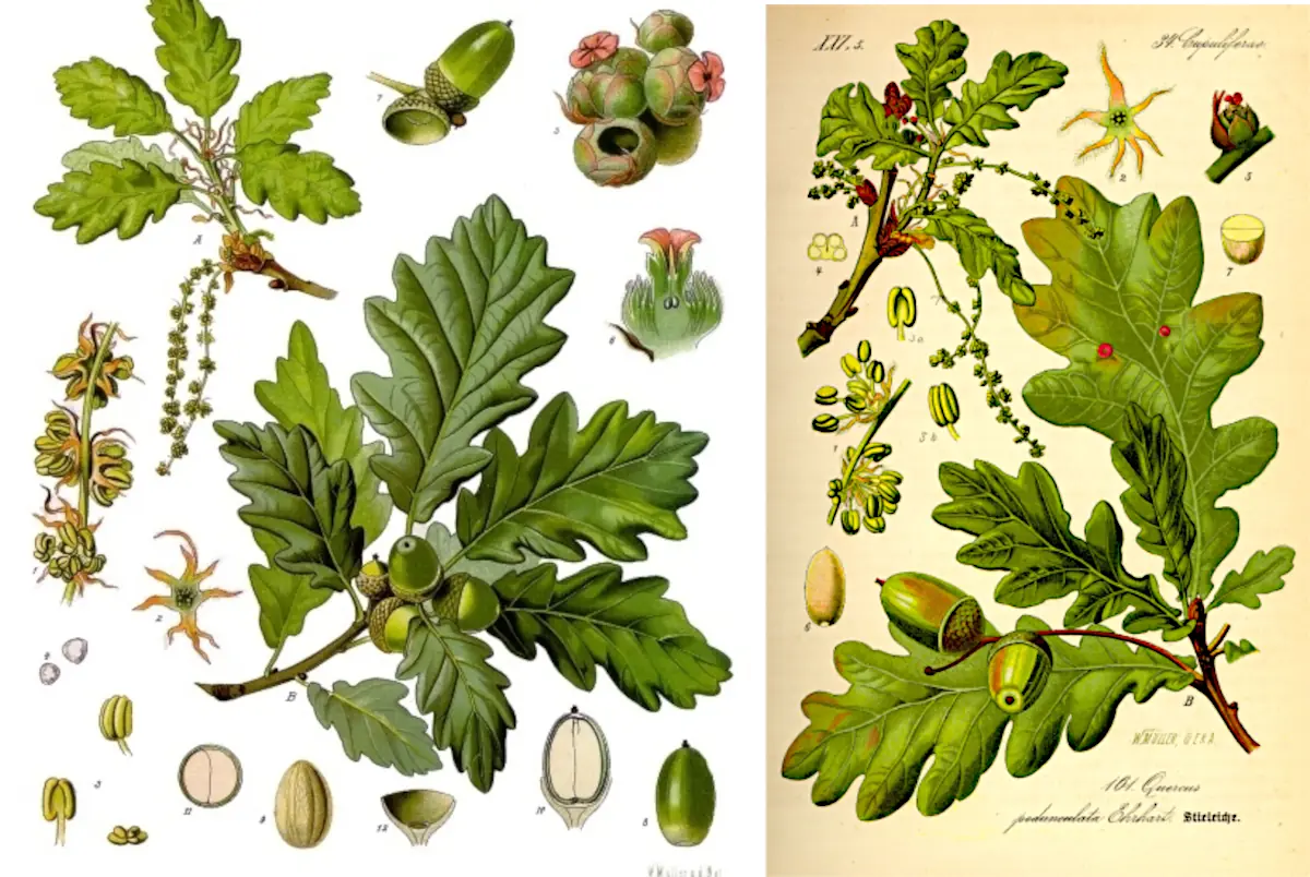 English oak Pedunculate oak