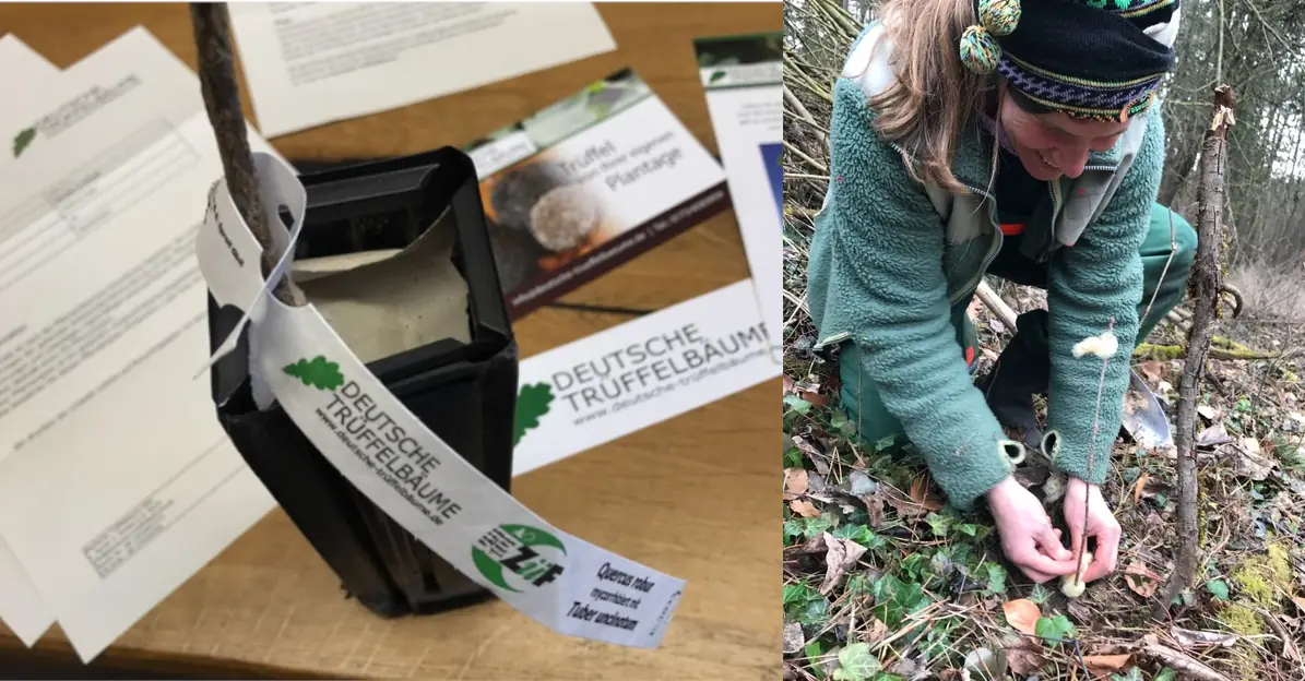 Hugo Kaempf plants truffle oak