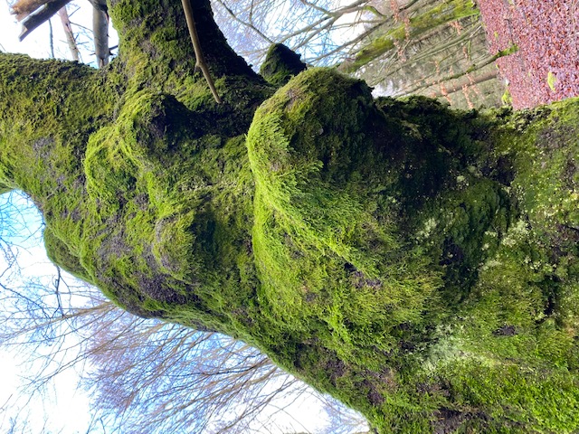 Oak important for climate